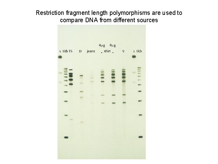 Restriction fragment length polymorphisms are used to compare DNA from different sources 