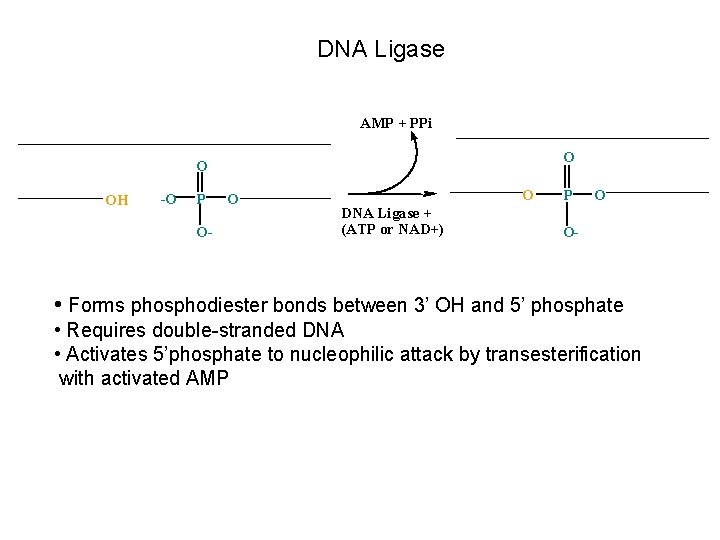 DNA Ligase AMP + PPi O O OH -O P O- O O DNA