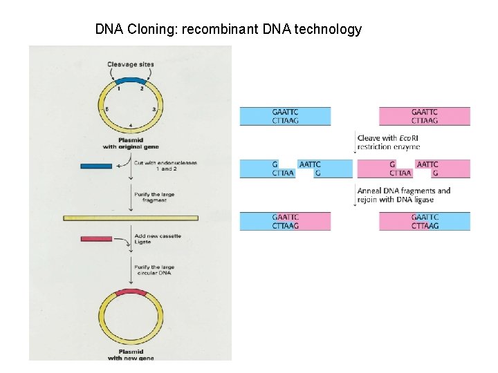 DNA Cloning: recombinant DNA technology 