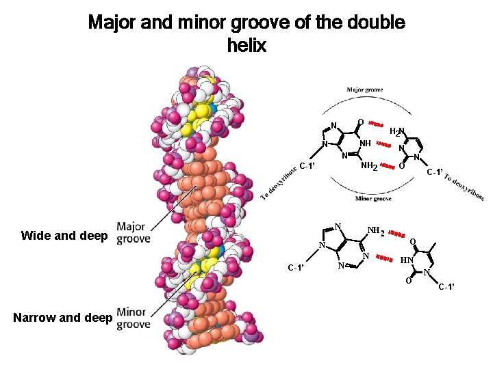 Major and minor groove of the double helix O N H 2 N NH