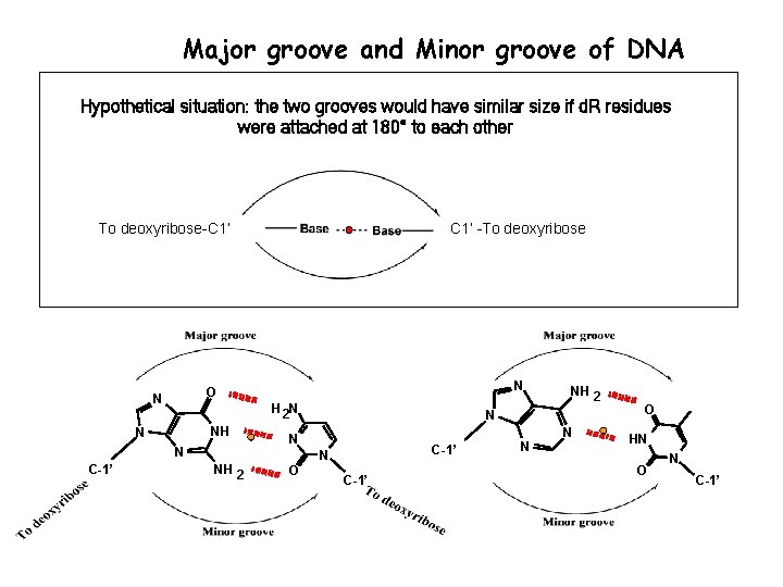 Major groove and Minor groove of DNA Hypothetical situation: the two grooves would have