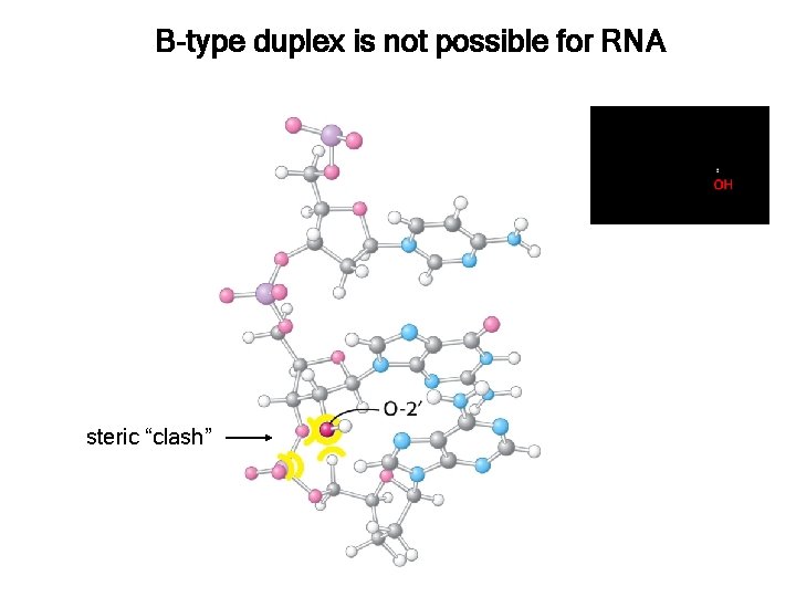 B-type duplex is not possible for RNA steric “clash” 
