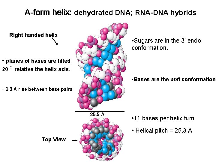 A-form helix: dehydrated DNA; RNA-DNA hybrids Right handed helix • Sugars are in the