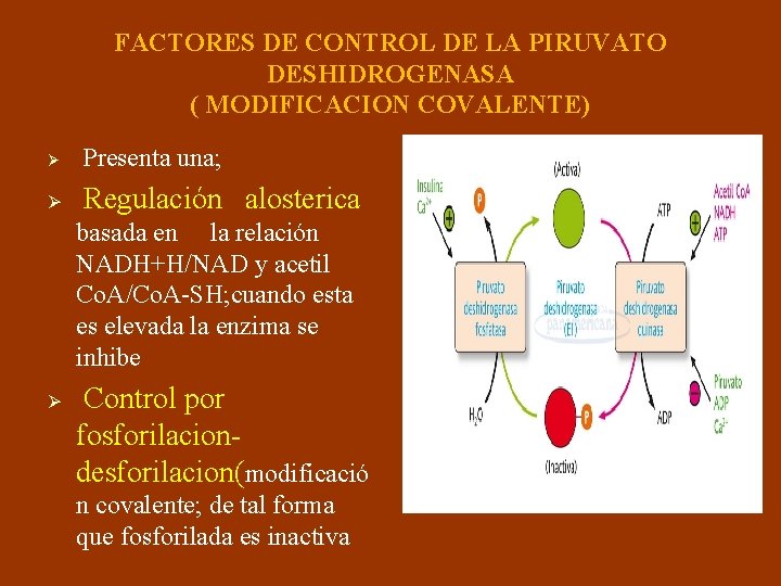 FACTORES DE CONTROL DE LA PIRUVATO DESHIDROGENASA ( MODIFICACION COVALENTE) Ø Presenta una; Ø