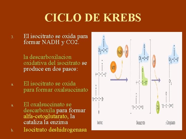 CICLO DE KREBS 3. El isocitrato se oxida para formar NADH y CO 2.