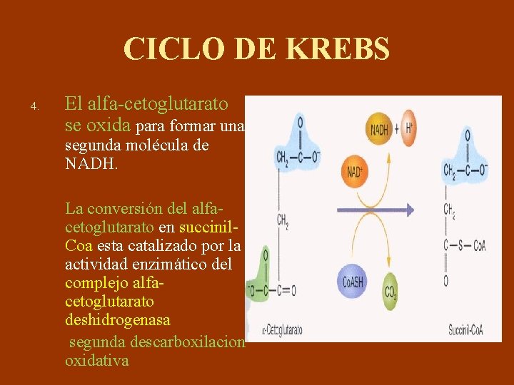 CICLO DE KREBS 4. El alfa-cetoglutarato se oxida para formar una segunda molécula de