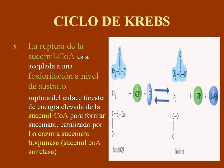 CICLO DE KREBS 5. La ruptura de la succinil-Co. A esta acoplada a una