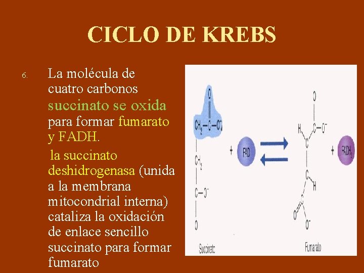 CICLO DE KREBS 6. La molécula de cuatro carbonos succinato se oxida para formar