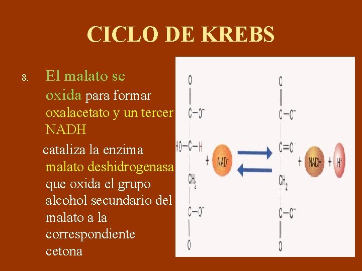 CICLO DE KREBS 8. El malato se oxida para formar oxalacetato y un tercer