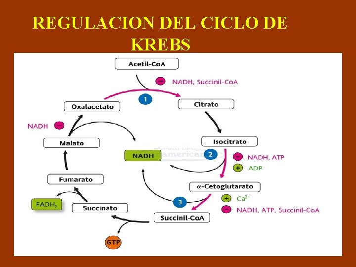 REGULACION DEL CICLO DE KREBS 