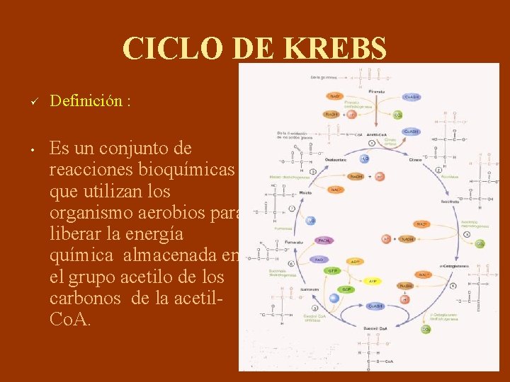 CICLO DE KREBS ü • Definición : Es un conjunto de reacciones bioquímicas que