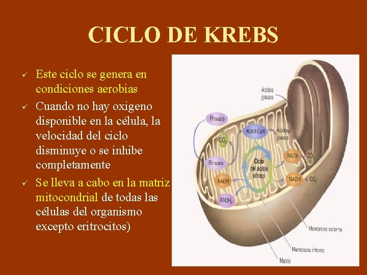 CICLO DE KREBS ü ü ü Este ciclo se genera en condiciones aerobias Cuando