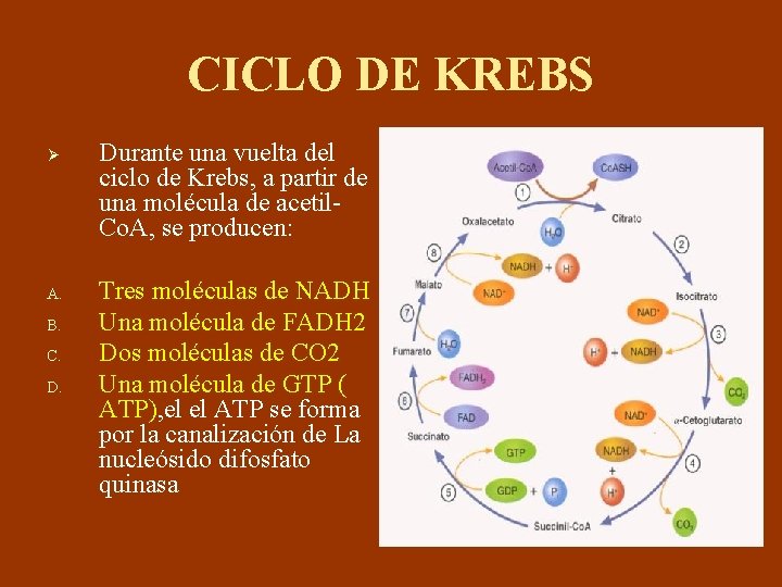 CICLO DE KREBS Ø A. B. C. D. Durante una vuelta del ciclo de