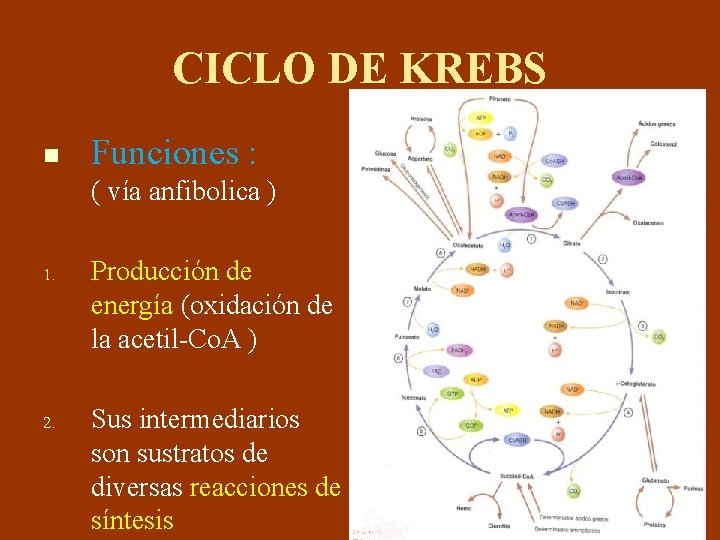 CICLO DE KREBS n Funciones : ( vía anfibolica ) 1. 2. Producción de