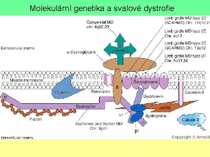 Molekulární genetika a svalové dystrofie 