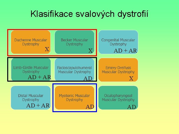 Klasifikace svalových dystrofií X AD + AR X AD AD AD + AR X