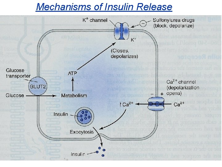 Mechanisms of Insulin Release 