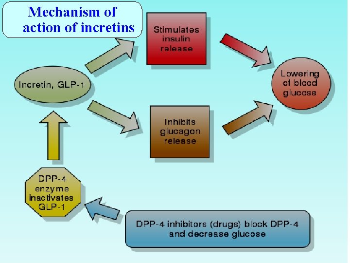 Mechanism of action of incretins 