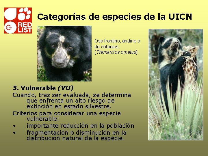 Categorías de especies de la UICN Oso frontino, andino o de anteojos. (Tremarctos ornatus) Categorías de especies de la UICN Oso frontino, andino o de anteojos. (Tremarctos ornatus)