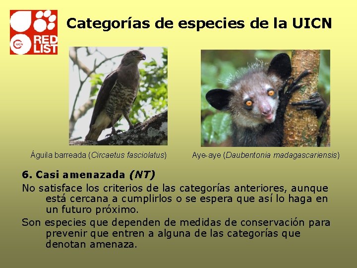 Categorías de especies de la UICN Águila barreada (Circaetus fasciolatus) Aye-aye (Daubentonia madagascariensis) 6. Categorías de especies de la UICN Águila barreada (Circaetus fasciolatus) Aye-aye (Daubentonia madagascariensis) 6.