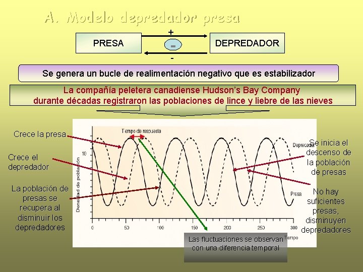 A. Modelo depredador presa + PRESA - DEPREDADOR - Se genera un bucle de