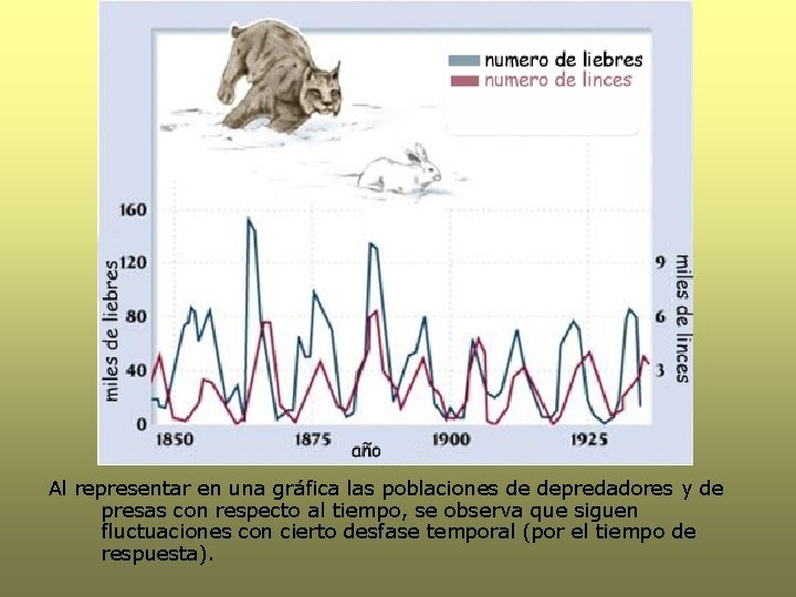 Al representar en una gráfica las poblaciones de depredadores y de presas con respecto Al representar en una gráfica las poblaciones de depredadores y de presas con respecto