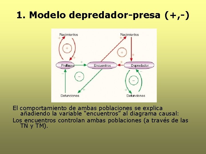 1. Modelo depredador-presa (+, -) El comportamiento de ambas poblaciones se explica añadiendo la