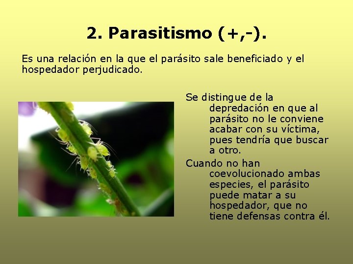 2. Parasitismo (+, -). Es una relación en la que el parásito sale beneficiado