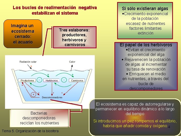 Los bucles de realimentación negativa estabilizan el sistema Imagina un ecosistema cerrado: el acuario