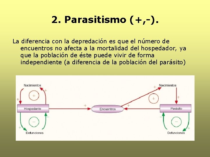2. Parasitismo (+, -). La diferencia con la depredación es que el número de