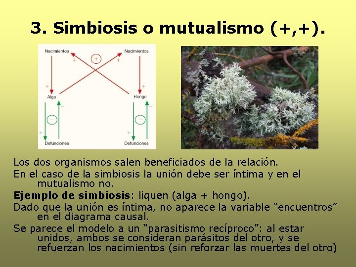 3. Simbiosis o mutualismo (+, +). Los dos organismos salen beneficiados de la relación. 3. Simbiosis o mutualismo (+, +). Los dos organismos salen beneficiados de la relación.