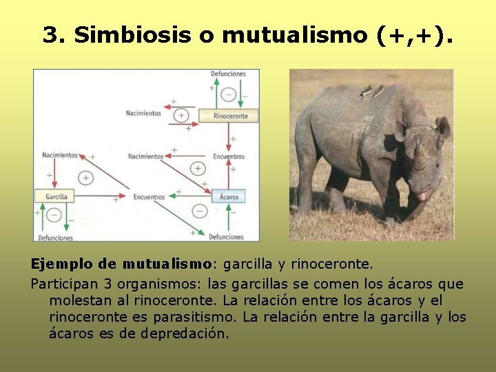 3. Simbiosis o mutualismo (+, +). Ejemplo de mutualismo: garcilla y rinoceronte. Participan 3