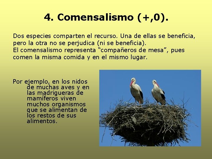4. Comensalismo (+, 0). Dos especies comparten el recurso. Una de ellas se beneficia,