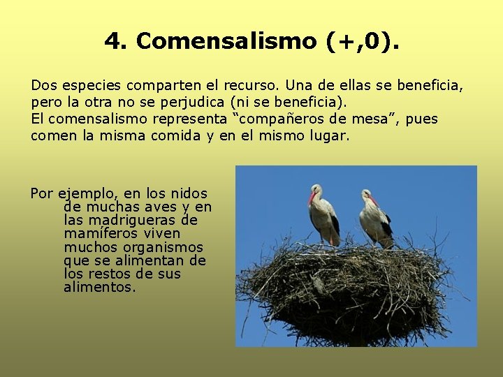 4. Comensalismo (+, 0). Dos especies comparten el recurso. Una de ellas se beneficia, 4. Comensalismo (+, 0). Dos especies comparten el recurso. Una de ellas se beneficia,
