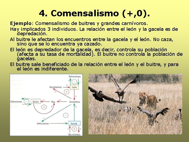 4. Comensalismo (+, 0). Ejemplo: Comensalismo de buitres y grandes carnívoros. Hay implicados 3 4. Comensalismo (+, 0). Ejemplo: Comensalismo de buitres y grandes carnívoros. Hay implicados 3