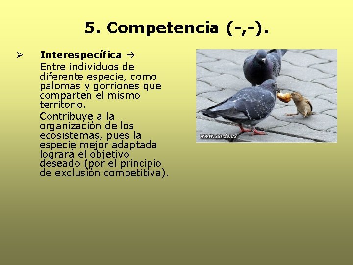 5. Competencia (-, -). Ø Interespecífica Entre individuos de diferente especie, como palomas y