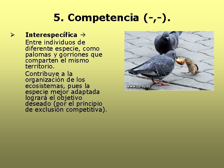 5. Competencia (-, -). Ø Interespecífica Entre individuos de diferente especie, como palomas y 5. Competencia (-, -). Ø Interespecífica Entre individuos de diferente especie, como palomas y