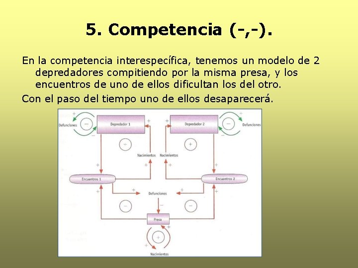 5. Competencia (-, -). En la competencia interespecífica, tenemos un modelo de 2 depredadores