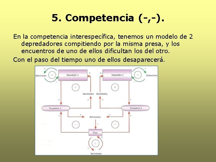 5. Competencia (-, -). En la competencia interespecífica, tenemos un modelo de 2 depredadores 5. Competencia (-, -). En la competencia interespecífica, tenemos un modelo de 2 depredadores