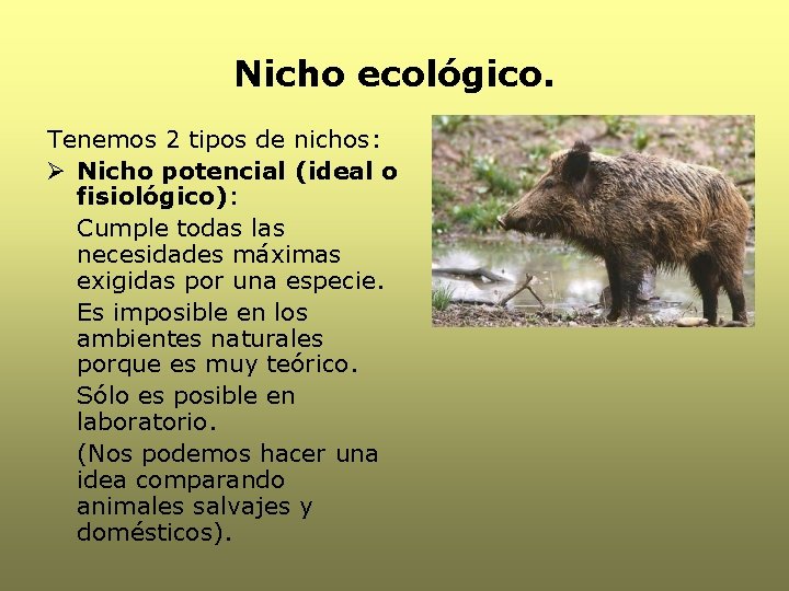 Nicho ecológico. Tenemos 2 tipos de nichos: Ø Nicho potencial (ideal o fisiológico): Cumple