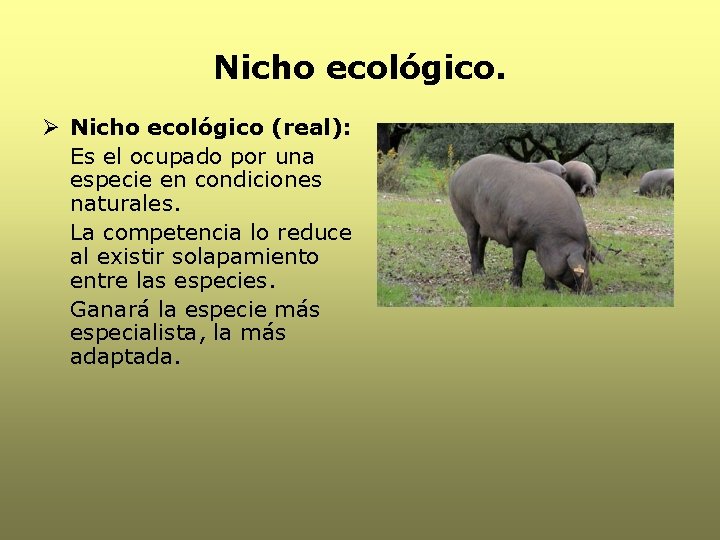 Nicho ecológico. Ø Nicho ecológico (real): Es el ocupado por una especie en condiciones Nicho ecológico. Ø Nicho ecológico (real): Es el ocupado por una especie en condiciones