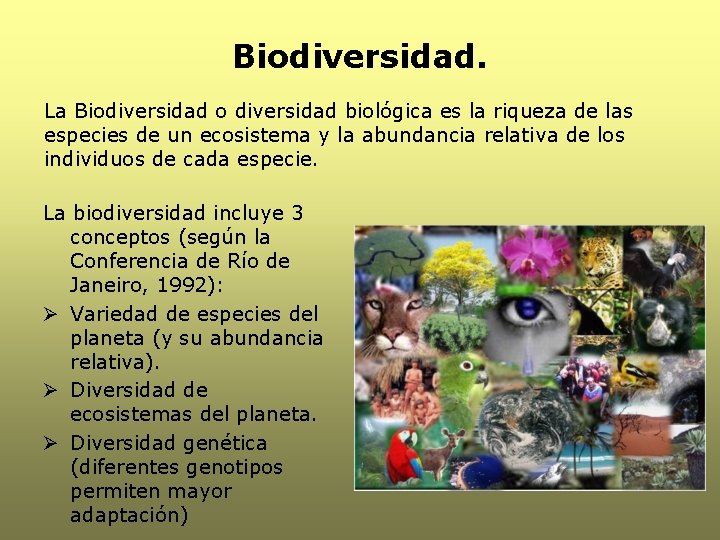 Biodiversidad. La Biodiversidad o diversidad biológica es la riqueza de las especies de un Biodiversidad. La Biodiversidad o diversidad biológica es la riqueza de las especies de un