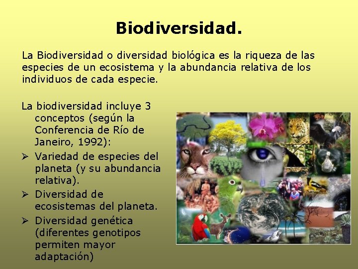 Biodiversidad. La Biodiversidad o diversidad biológica es la riqueza de las especies de un