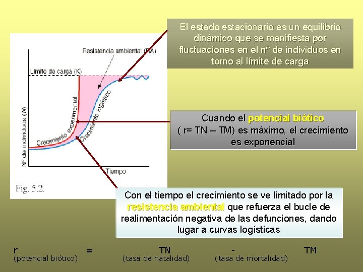 El estado estacionario es un equilibrio dinámico que se manifiesta por fluctuaciones en el