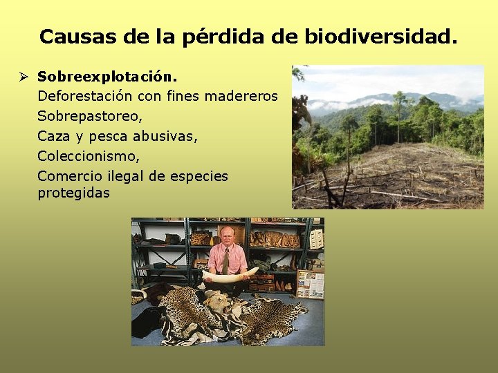 Causas de la pérdida de biodiversidad. Ø Sobreexplotación. Deforestación con fines madereros Sobrepastoreo, Caza Causas de la pérdida de biodiversidad. Ø Sobreexplotación. Deforestación con fines madereros Sobrepastoreo, Caza