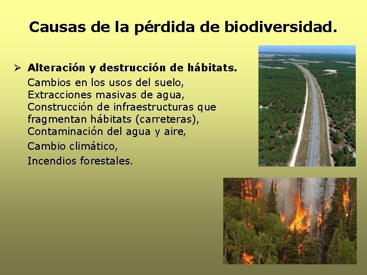 Causas de la pérdida de biodiversidad. Ø Alteración y destrucción de hábitats. Cambios en