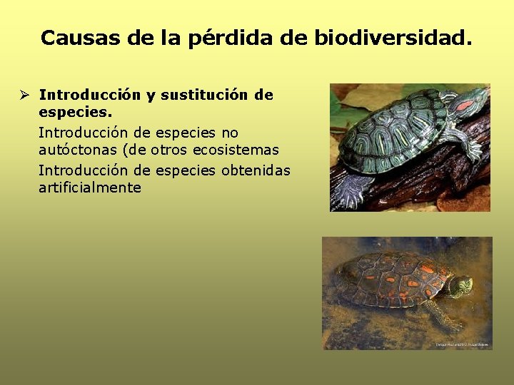 Causas de la pérdida de biodiversidad. Ø Introducción y sustitución de especies. Introducción de