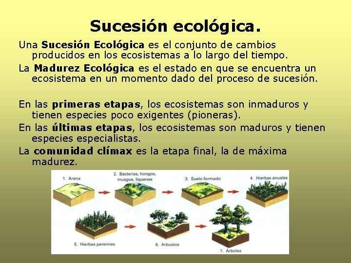 Sucesión ecológica. Una Sucesión Ecológica es el conjunto de cambios producidos en los ecosistemas