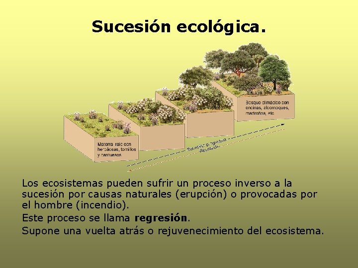 Sucesión ecológica. Los ecosistemas pueden sufrir un proceso inverso a la sucesión por causas