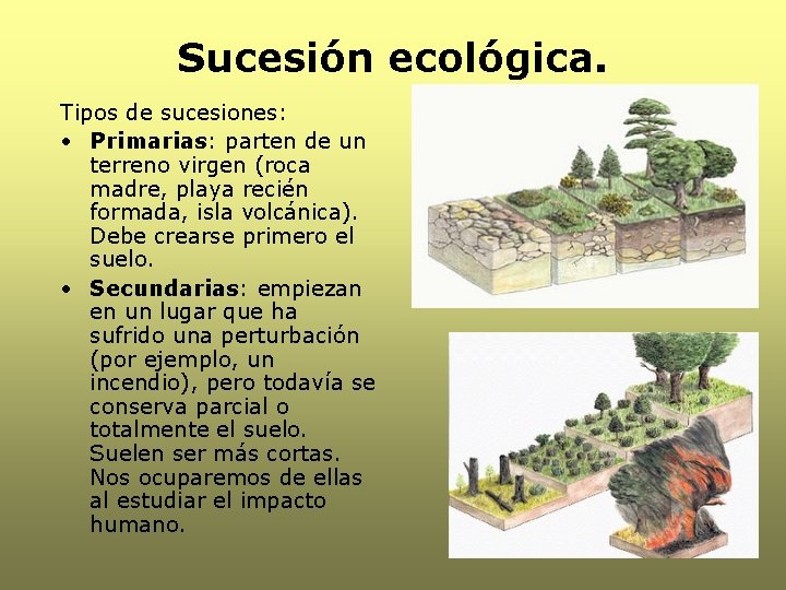 Sucesión ecológica. Tipos de sucesiones: • Primarias: parten de un terreno virgen (roca madre,